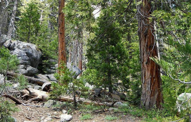 Stony Creek Lodge Sequoia National Park Екстериор снимка