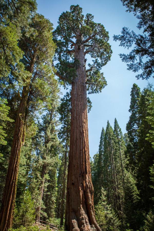 Stony Creek Lodge Sequoia National Park Екстериор снимка