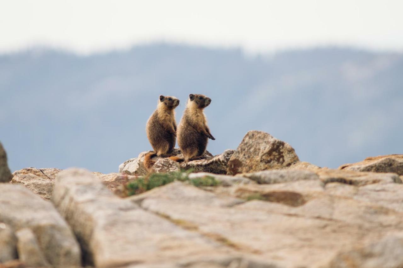 Stony Creek Lodge Sequoia National Park Екстериор снимка